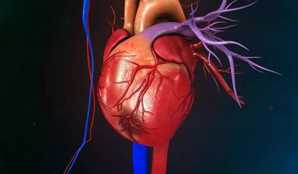 A human heart digital image