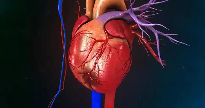 A human heart digital image